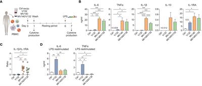 Candida albicans V132 induces trained immunity and enhances the responses triggered by the polybacterial vaccine MV140 for genitourinary tract infections